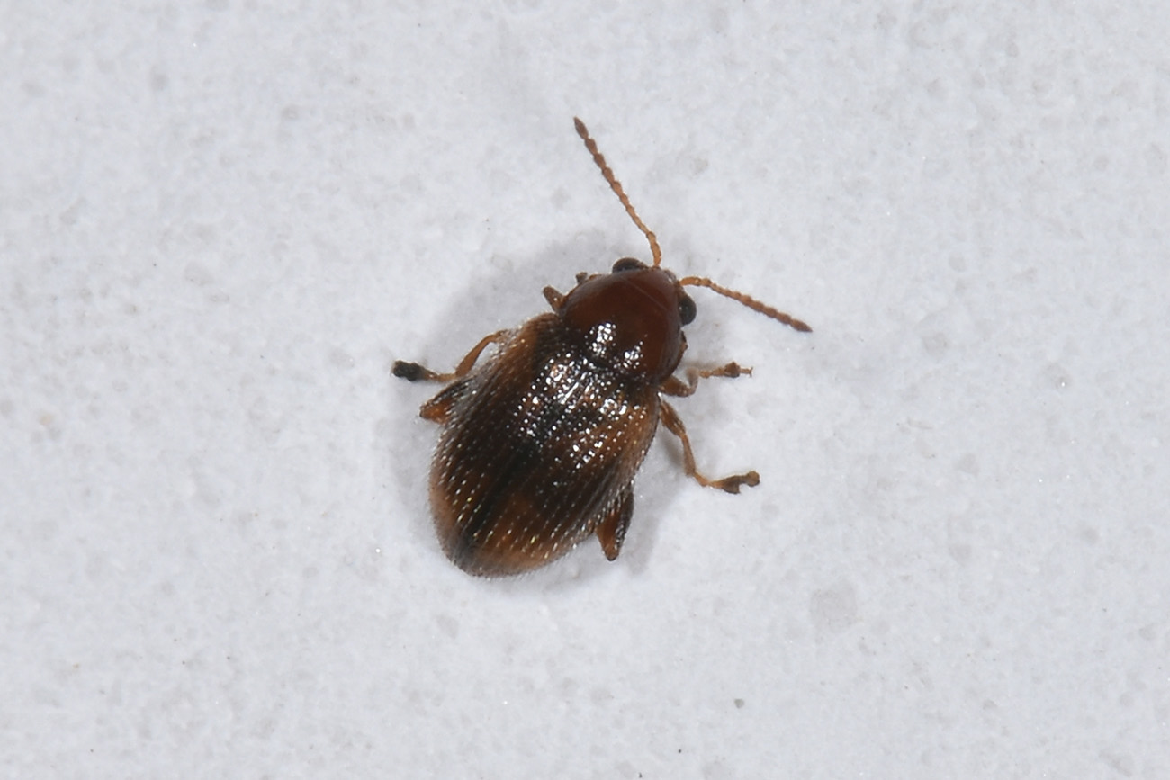 Chrysomelidae: Epitryx sp.? S, E. hirtipennis